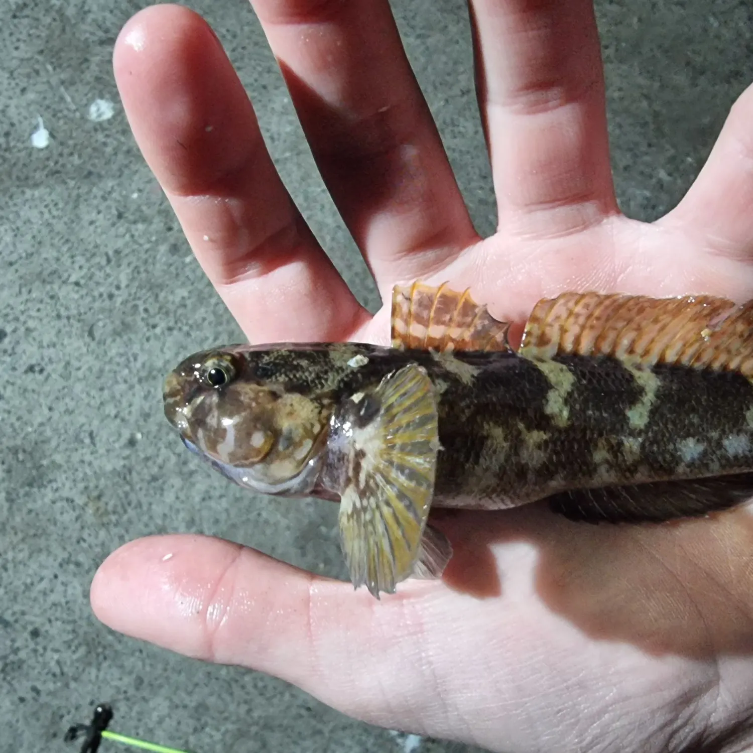 The most recent Rock goby catches on Fishbrain