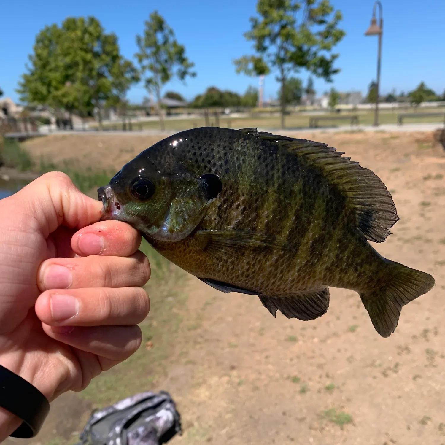 catch