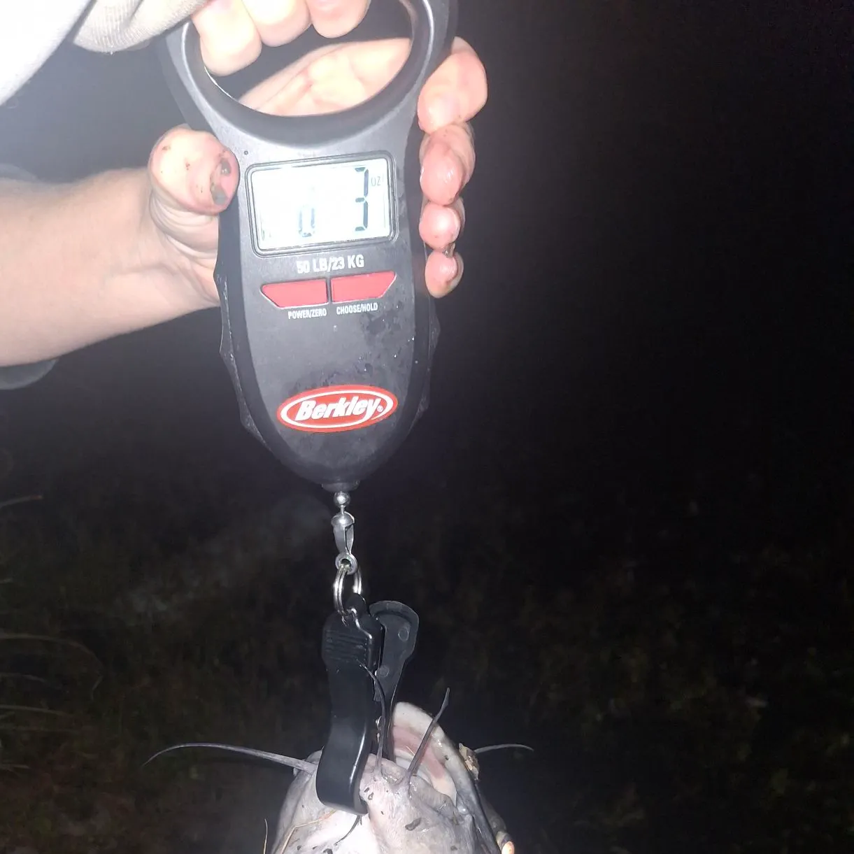 Channel catfish caught on Fishbrain