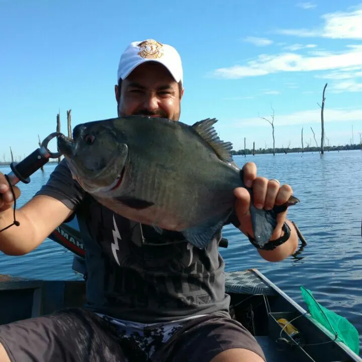 The most popular recent Redeye piranha catch on Fishbrain