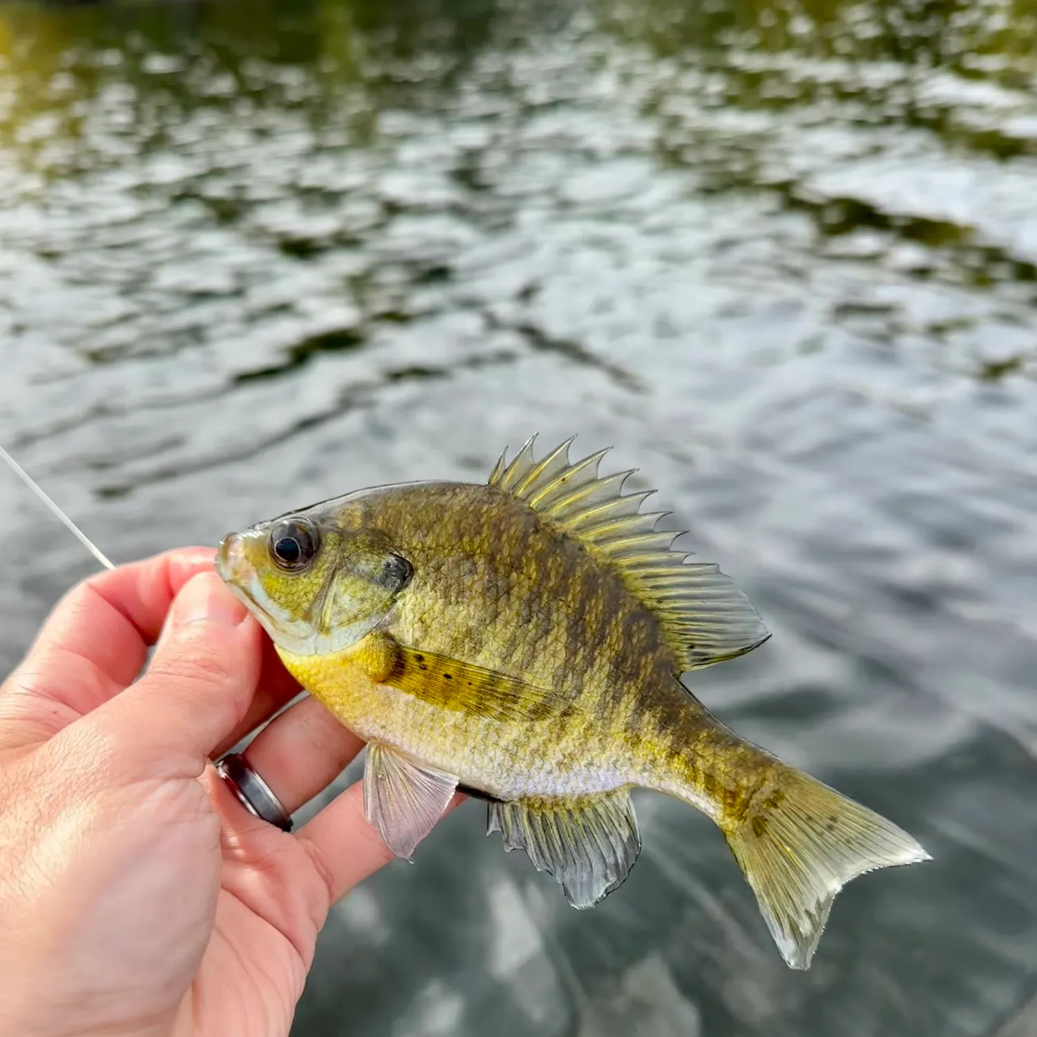 Bluegill caught on Fishbrain