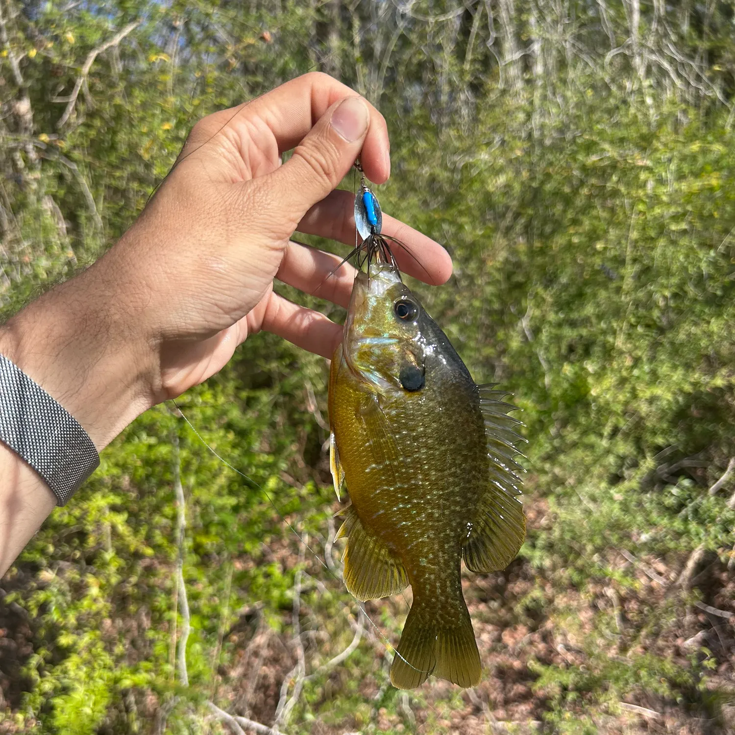 The most recent Greengill hybrid catches on Fishbrain