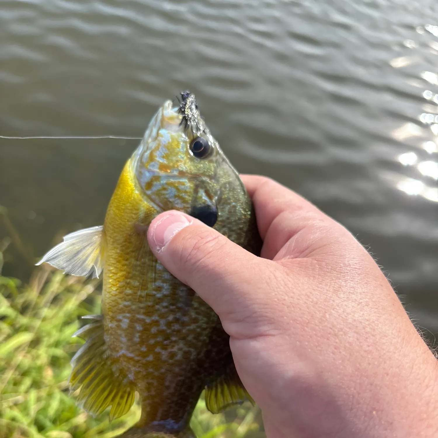 Greengill hybrid caught on Fishbrain