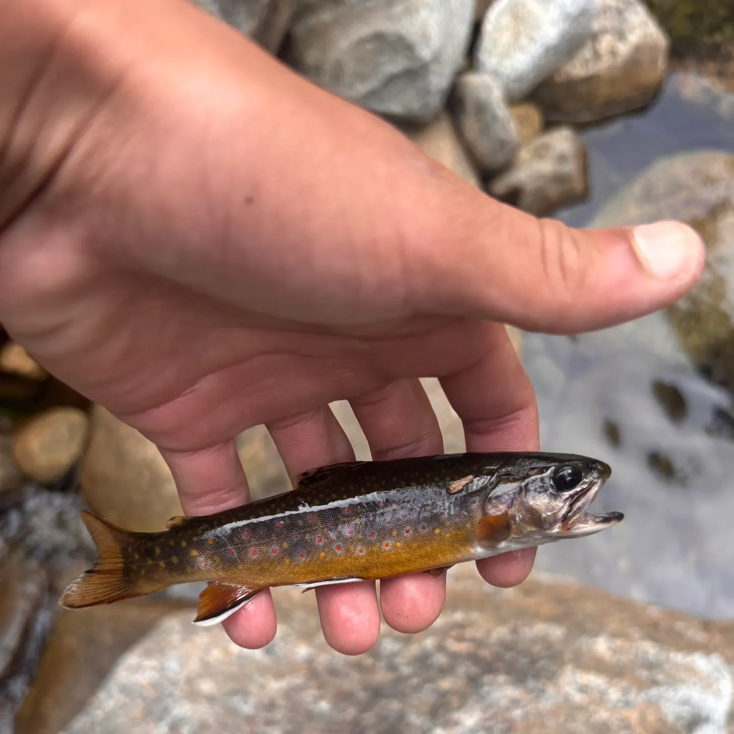 Brook trout caught on Fishbrain