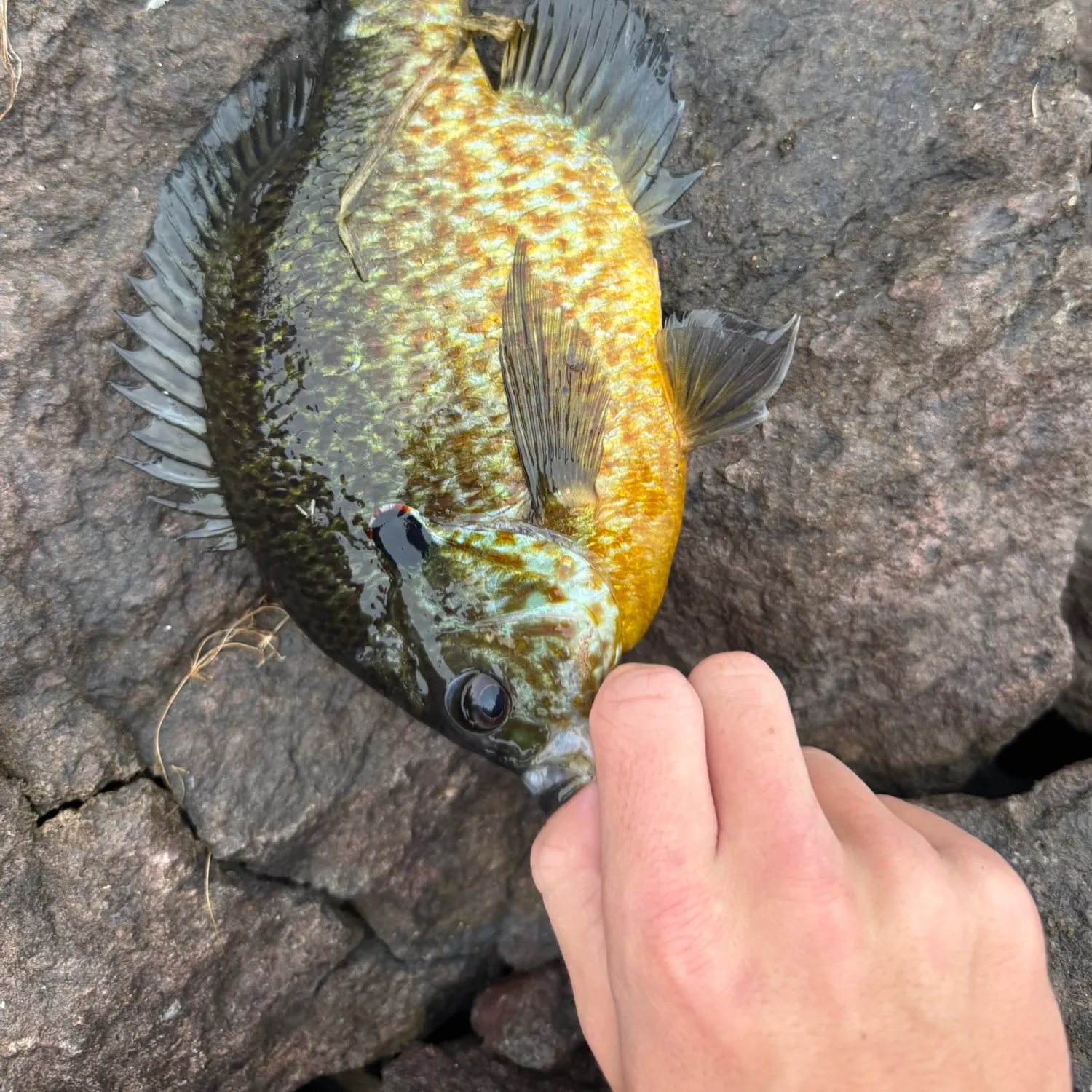 Pumpkinseed caught on Fishbrain