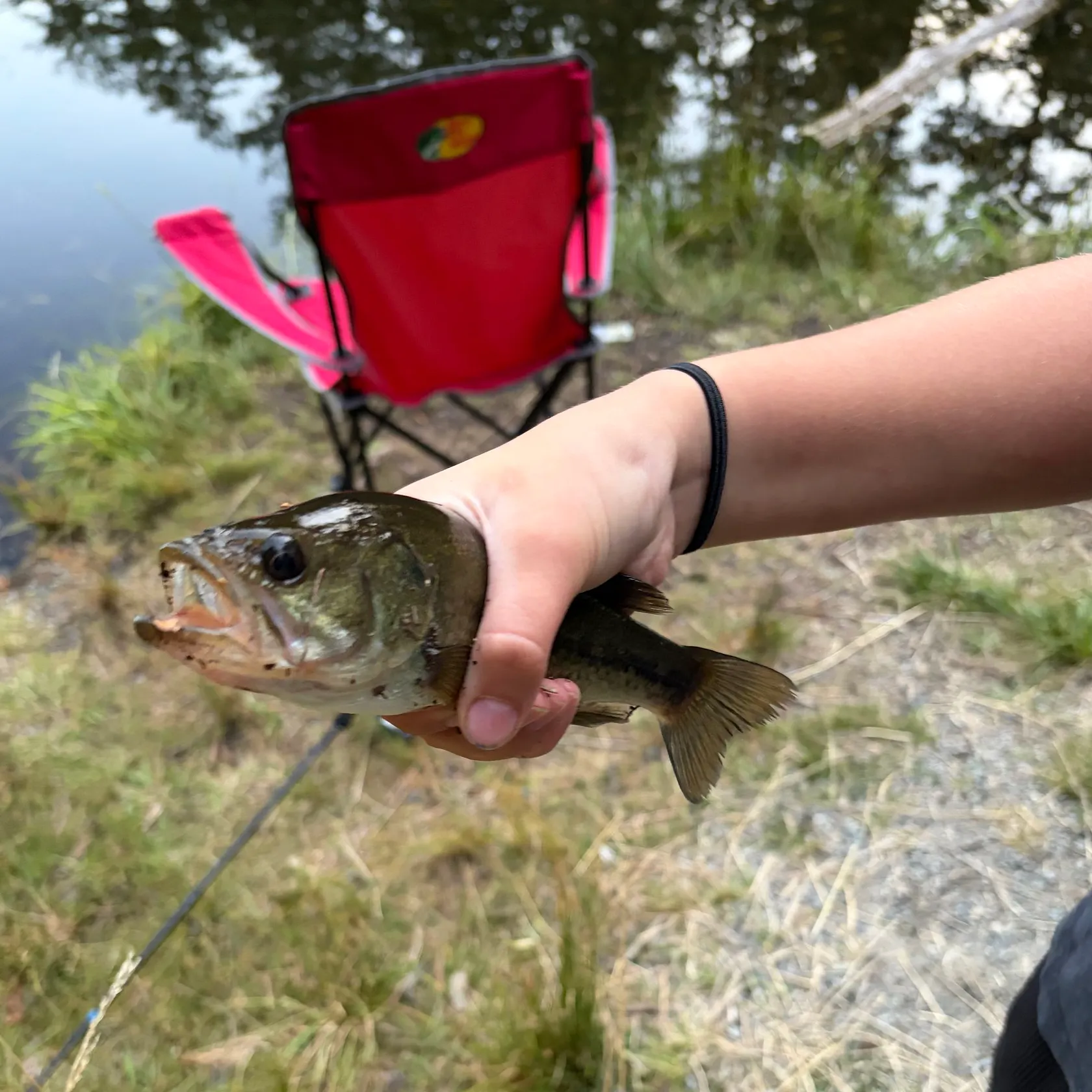 Smallmouth bass caught on Fishbrain