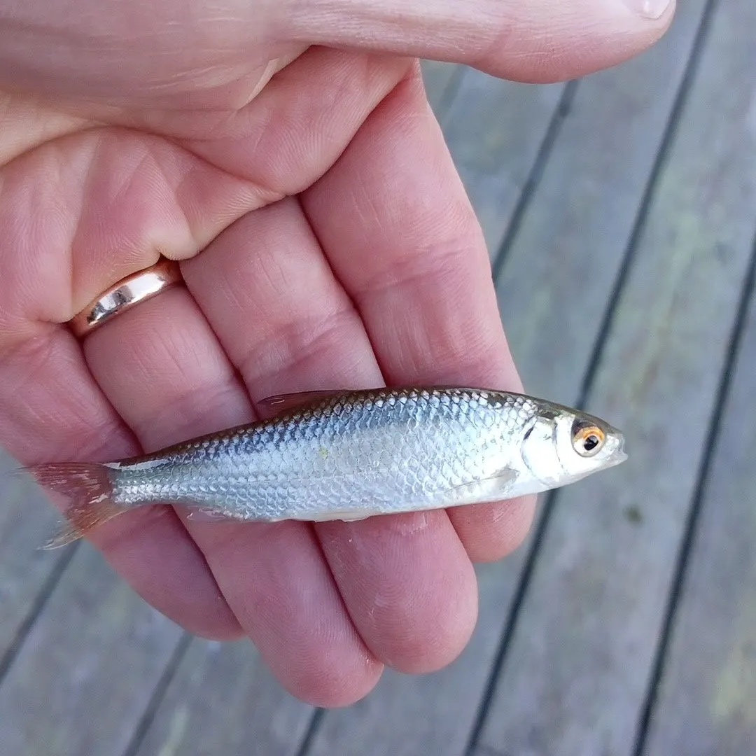 Common roach caught on Fishbrain