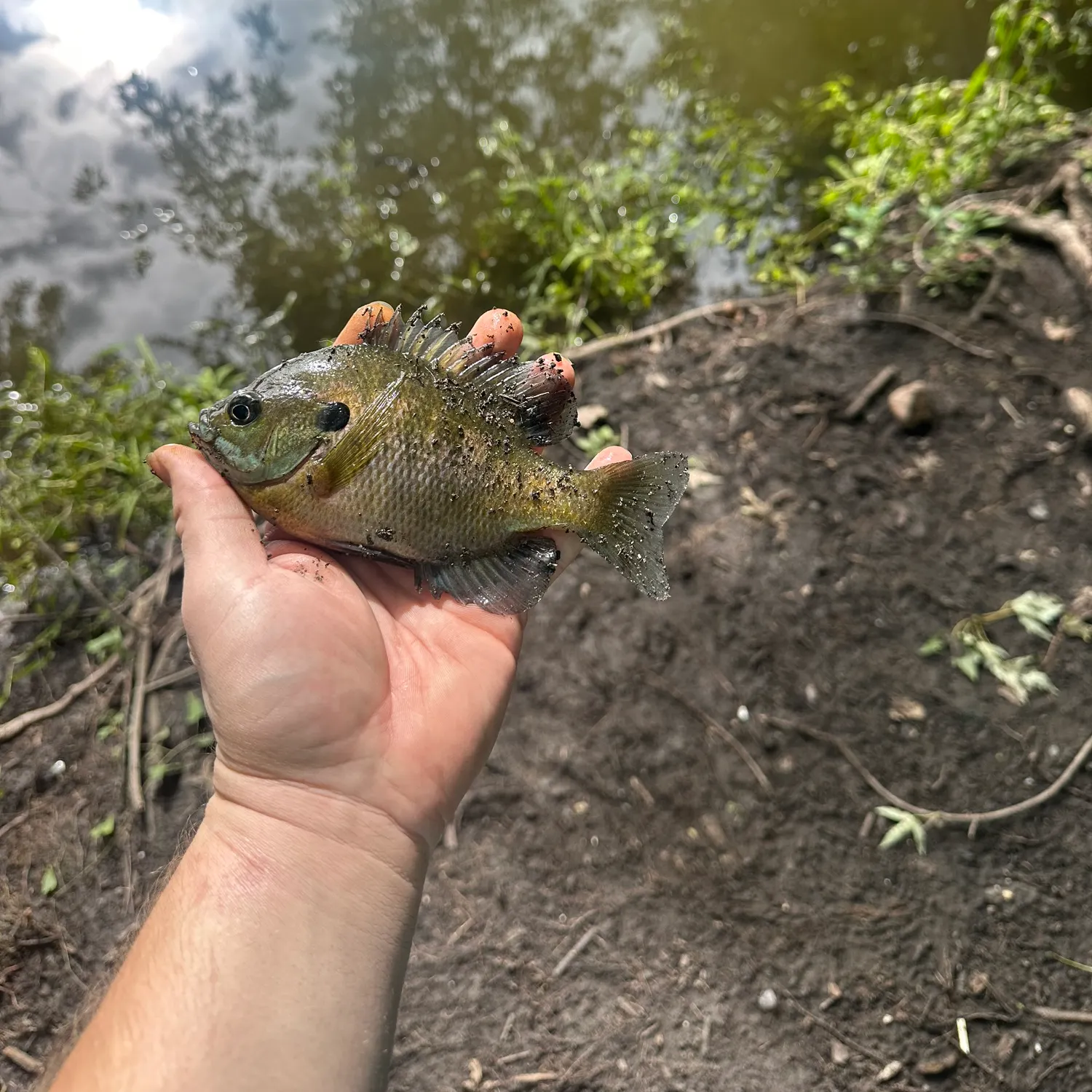 Bluegill caught on Fishbrain