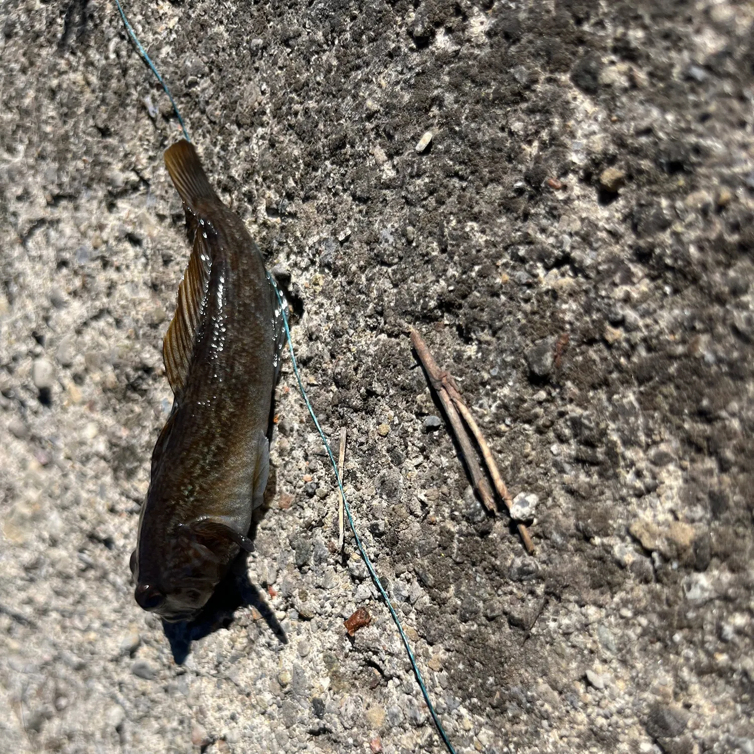 Round goby caught on Fishbrain