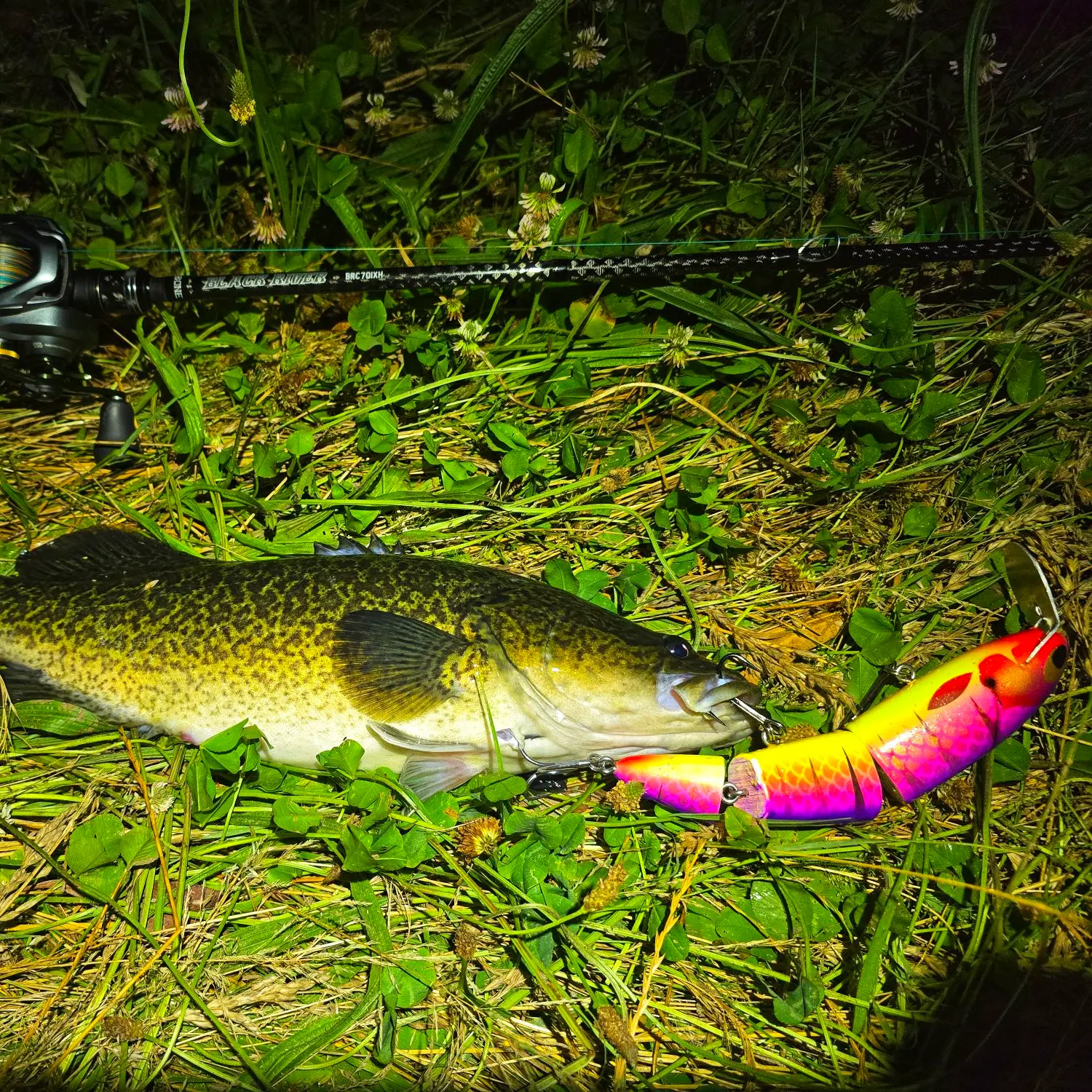 The most recent Murray cod catches on Fishbrain