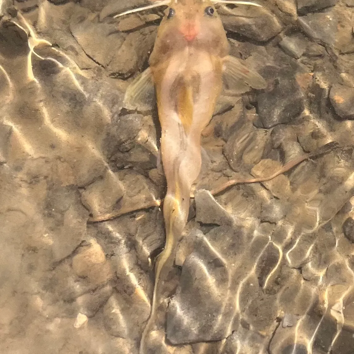 The most recent Stonecat catches on Fishbrain