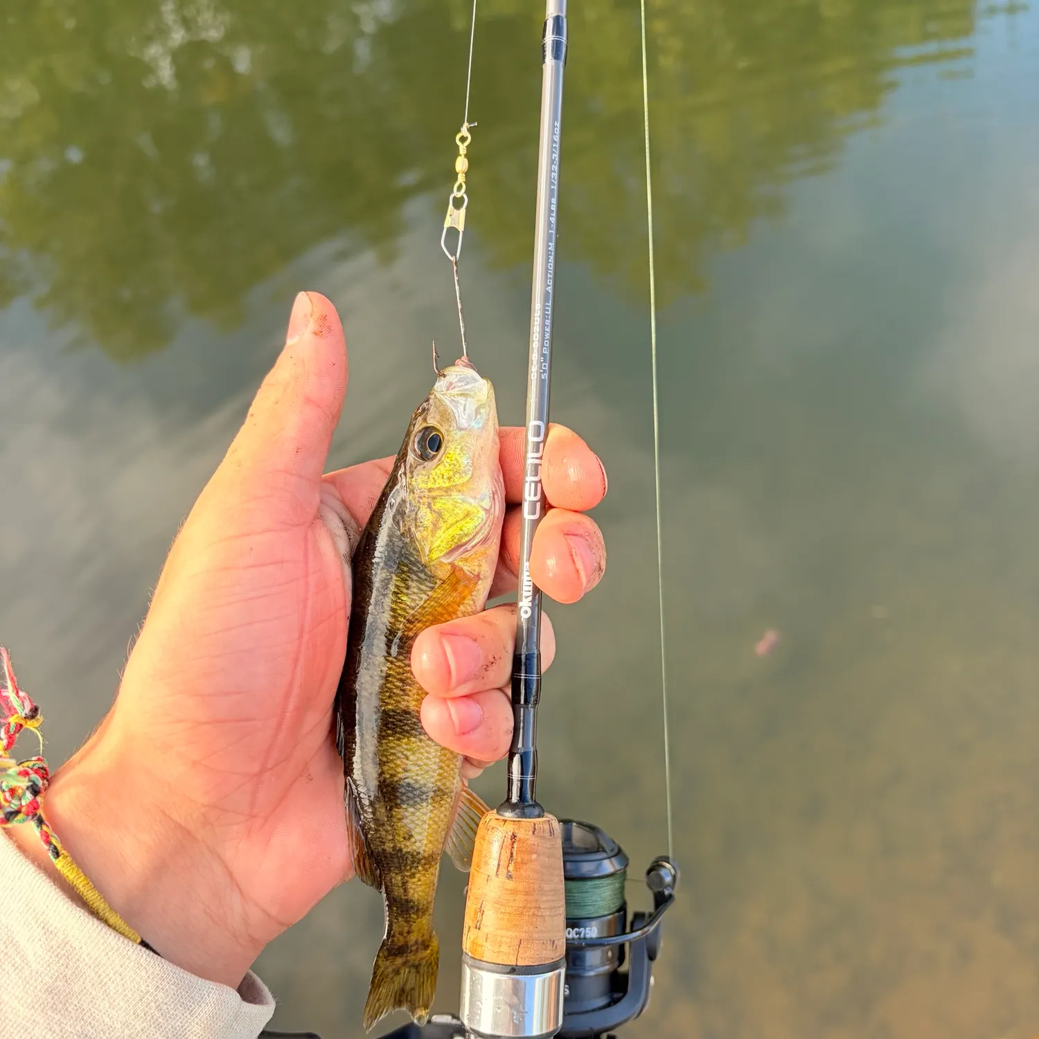 Yellow perch caught on Fishbrain