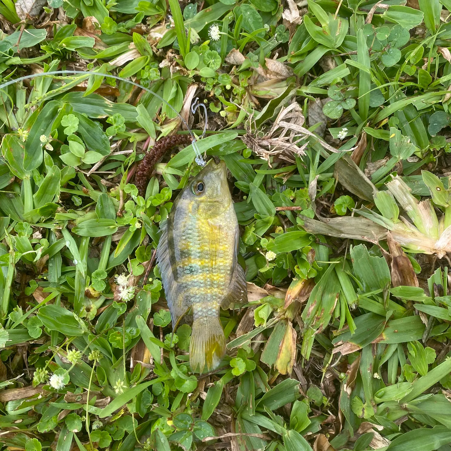 The most recent Pearl cichlid catches on Fishbrain