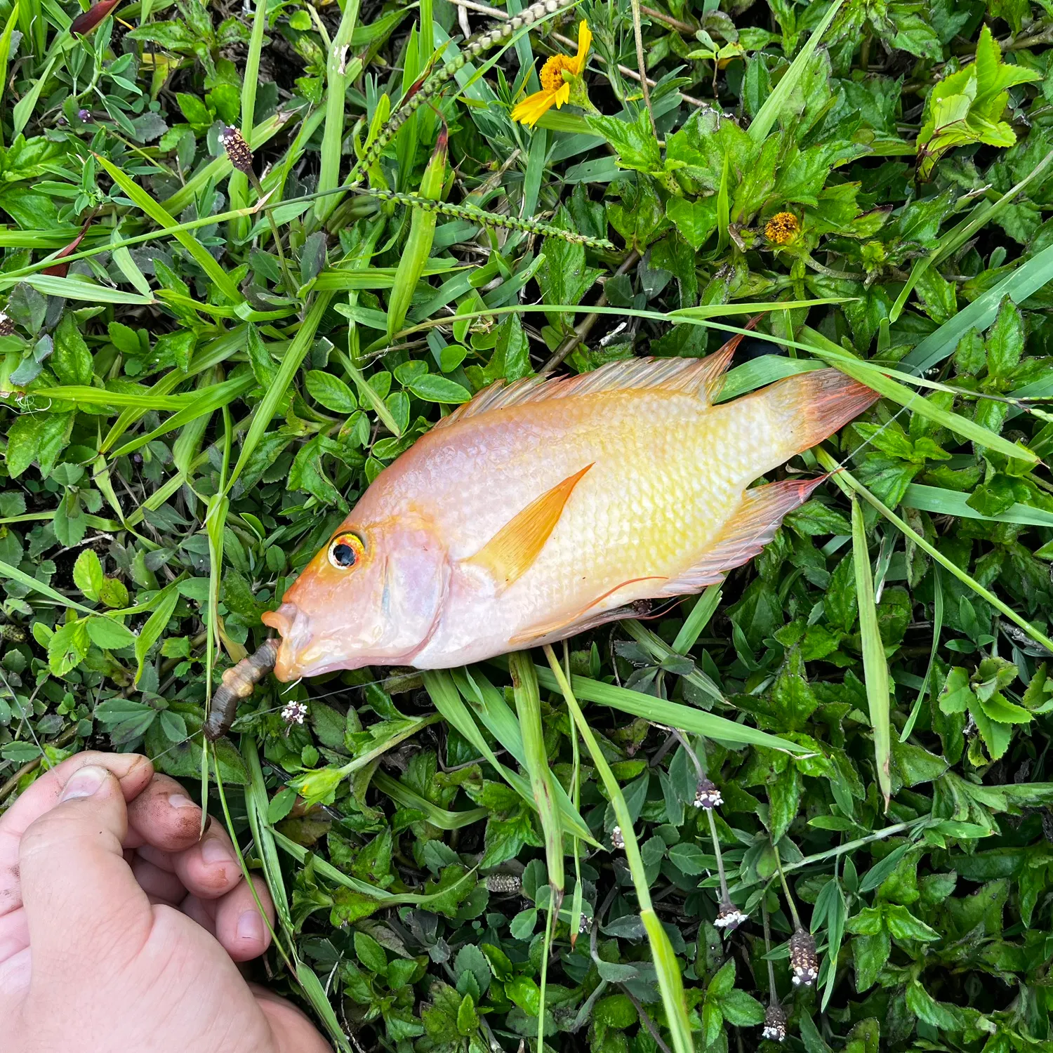 The most recent Midas cichlid catches on Fishbrain