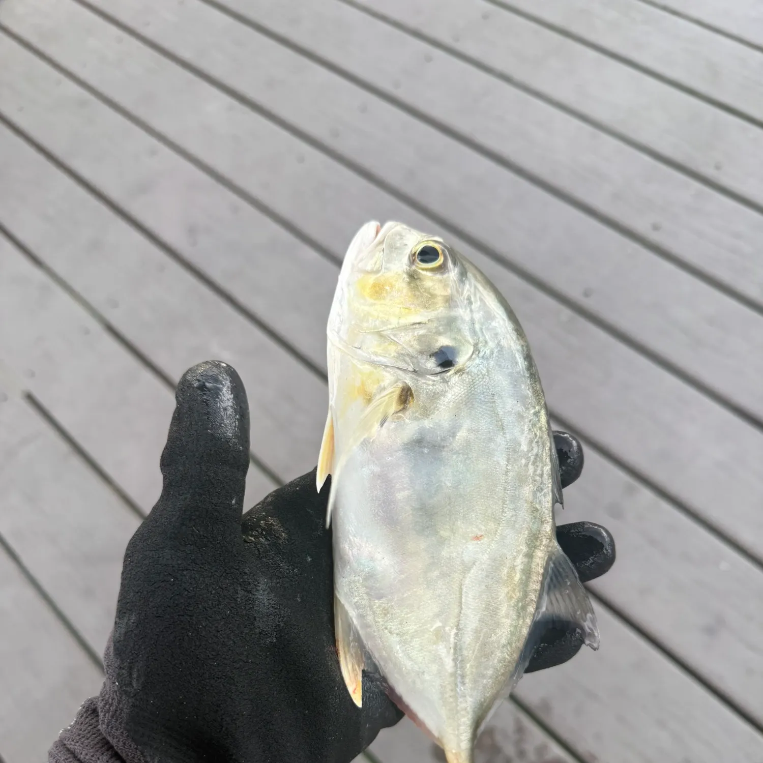 The most recent Pacific crevalle jack catches on Fishbrain