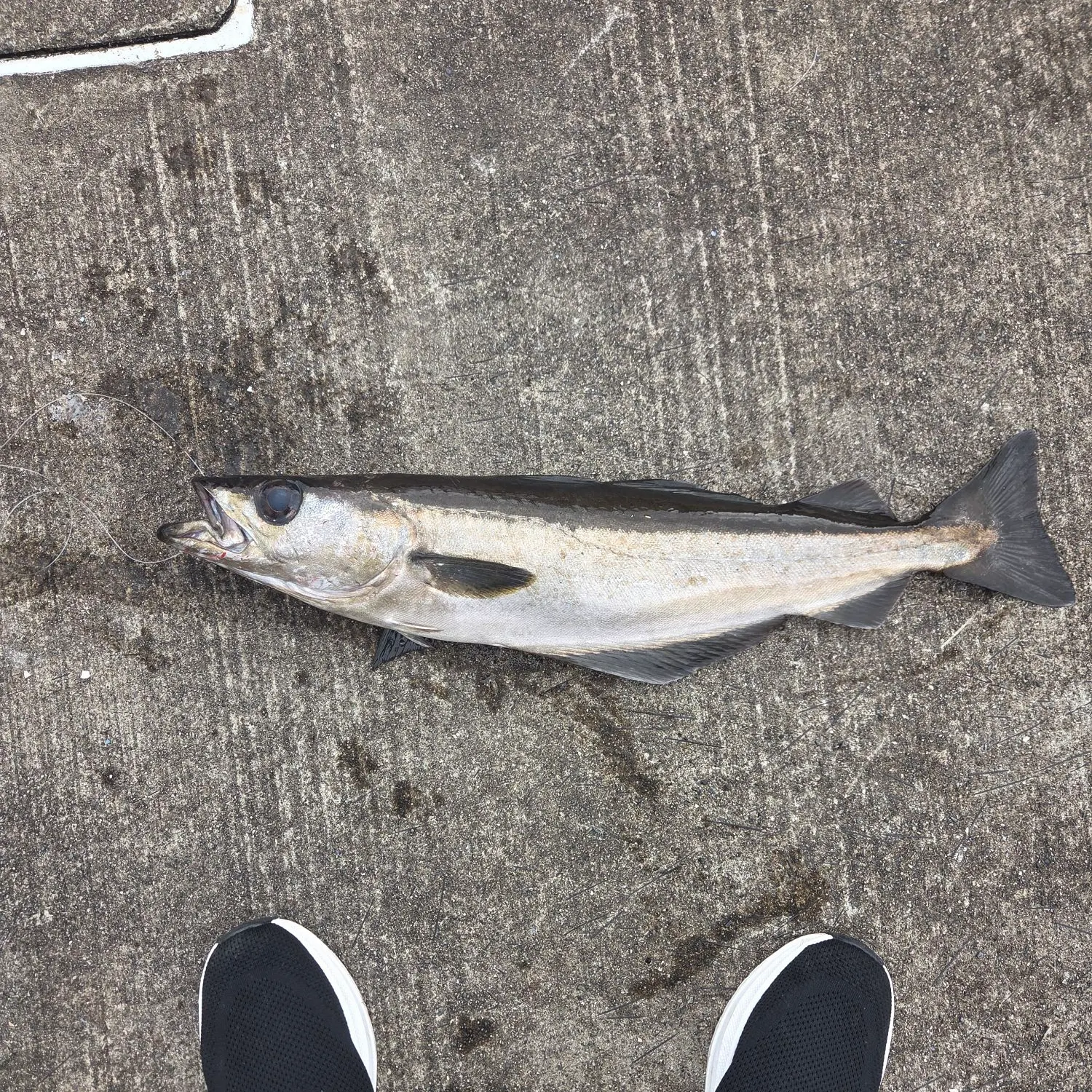 Pollack caught on Fishbrain