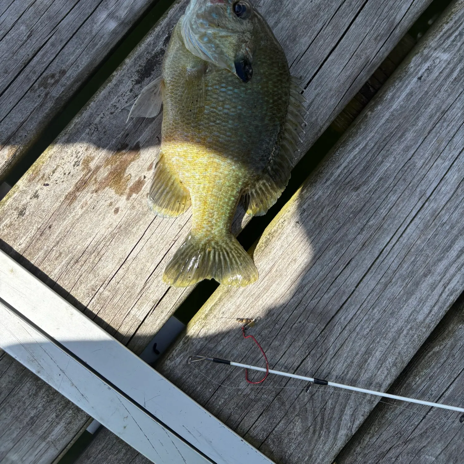 Bluegill caught on Fishbrain