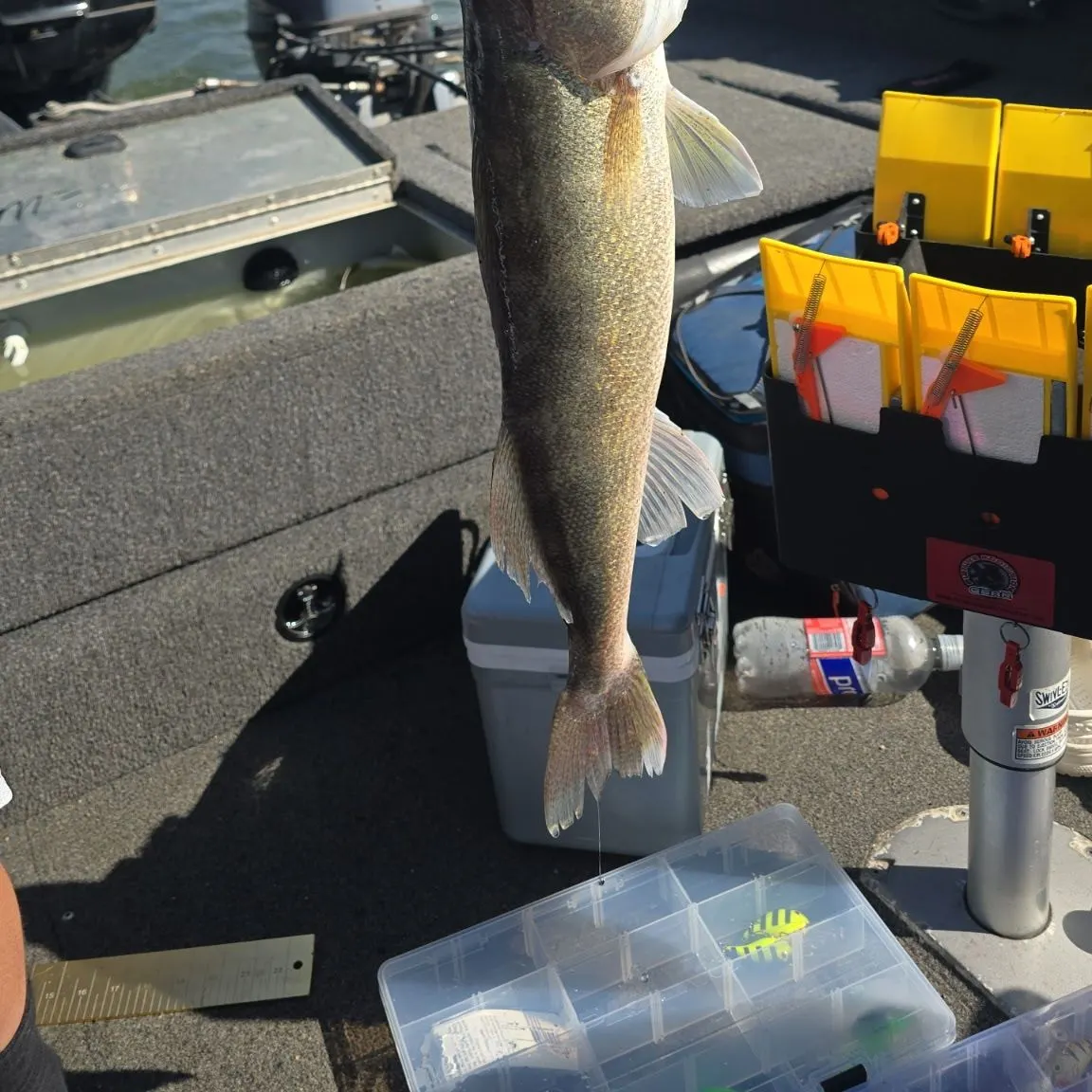 Walleye caught on Fishbrain