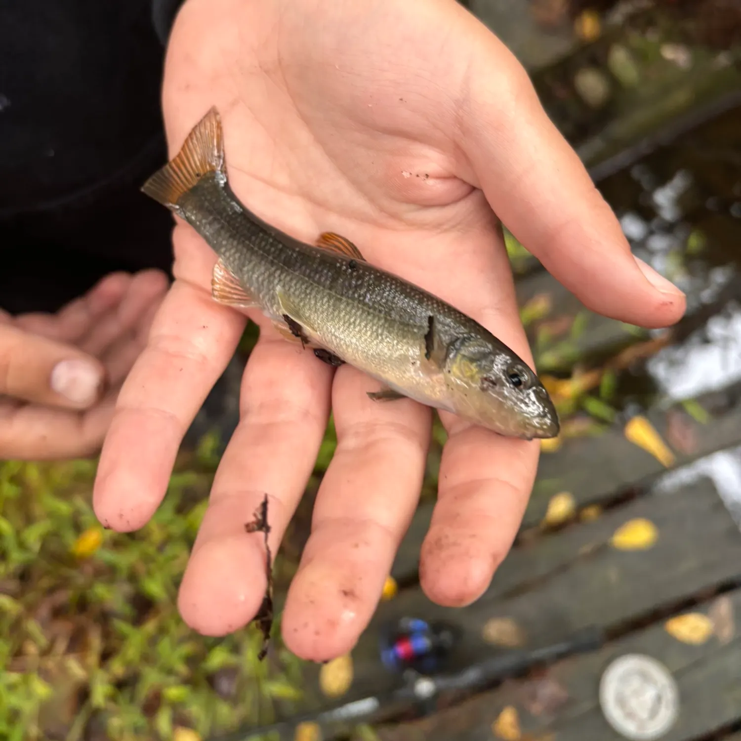Silver redhorse caught on Fishbrain