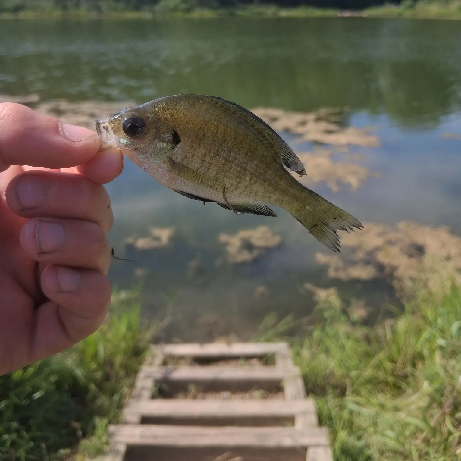 Bluegill caught on Fishbrain