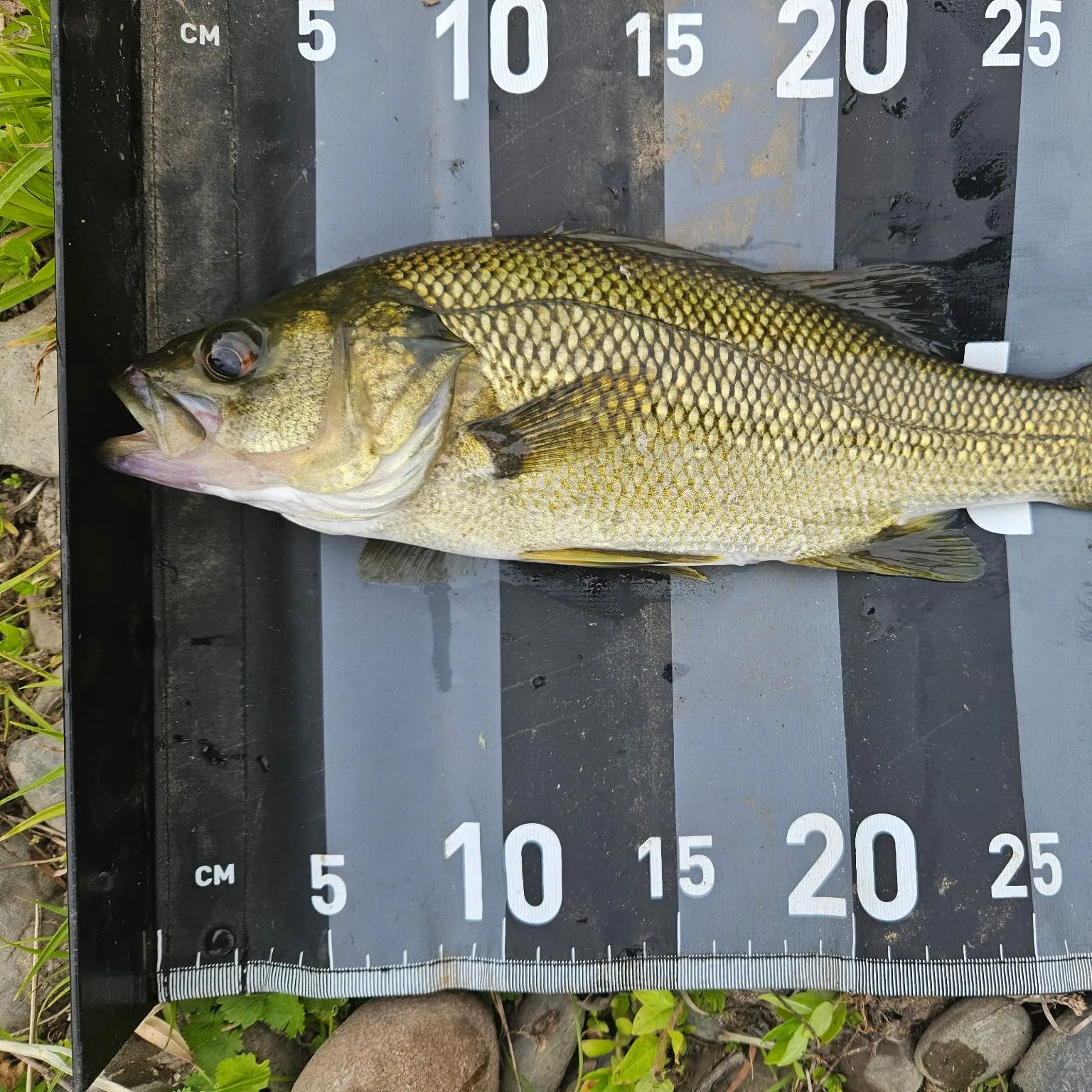 Australian bass caught on Fishbrain