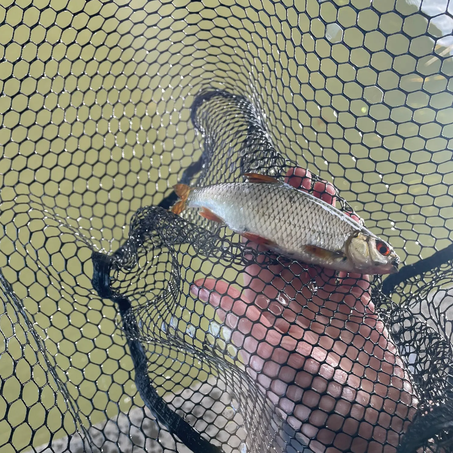 Common roach caught on Fishbrain