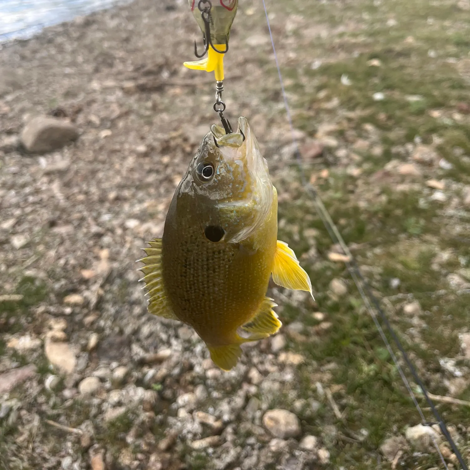 Green sunfish caught on Fishbrain