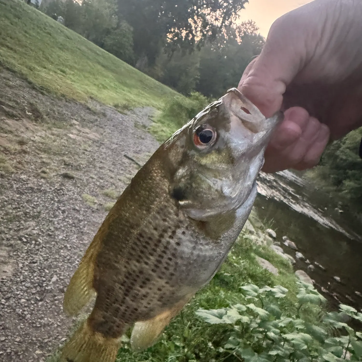 Fish caught on Fishbrain