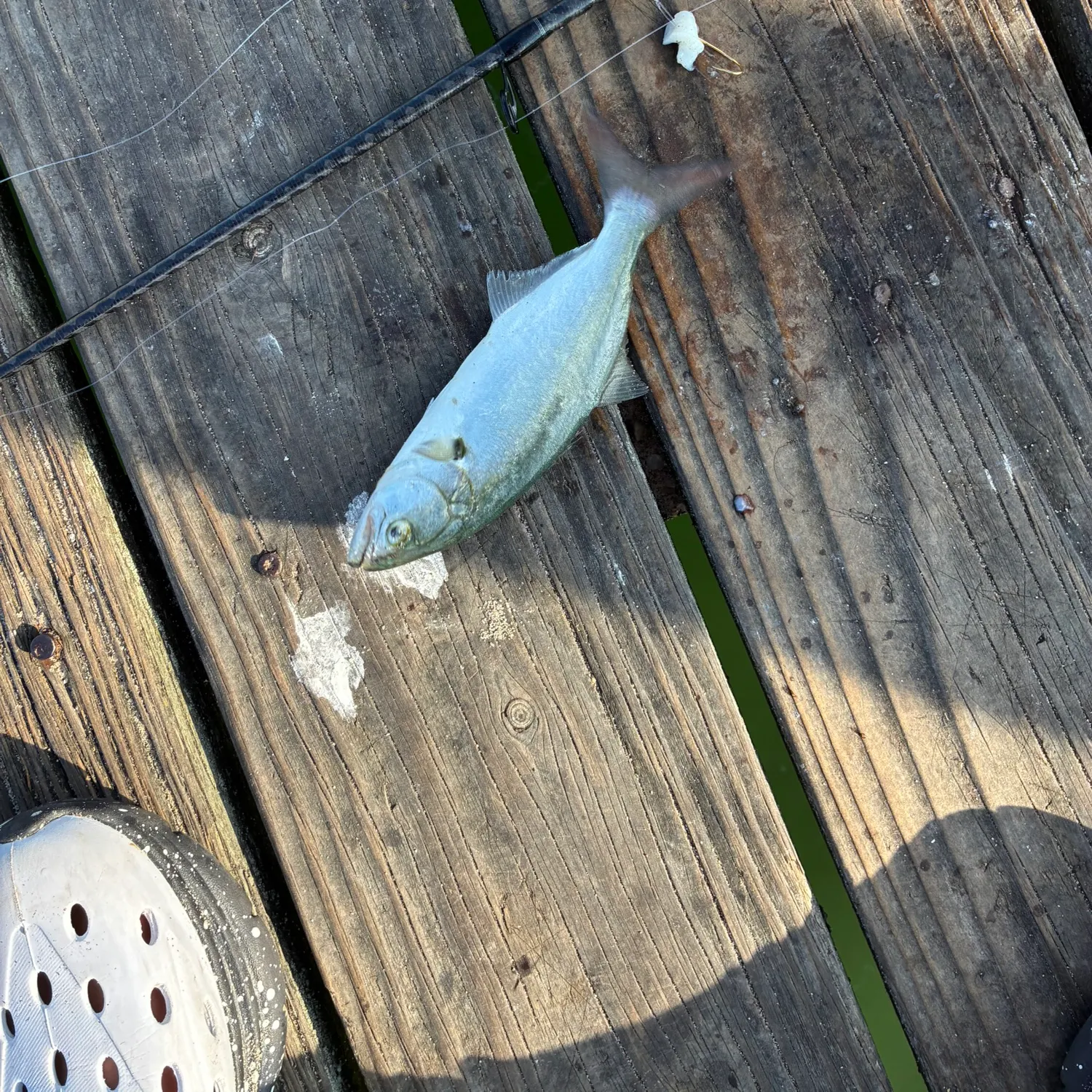 Bluefish caught on Fishbrain
