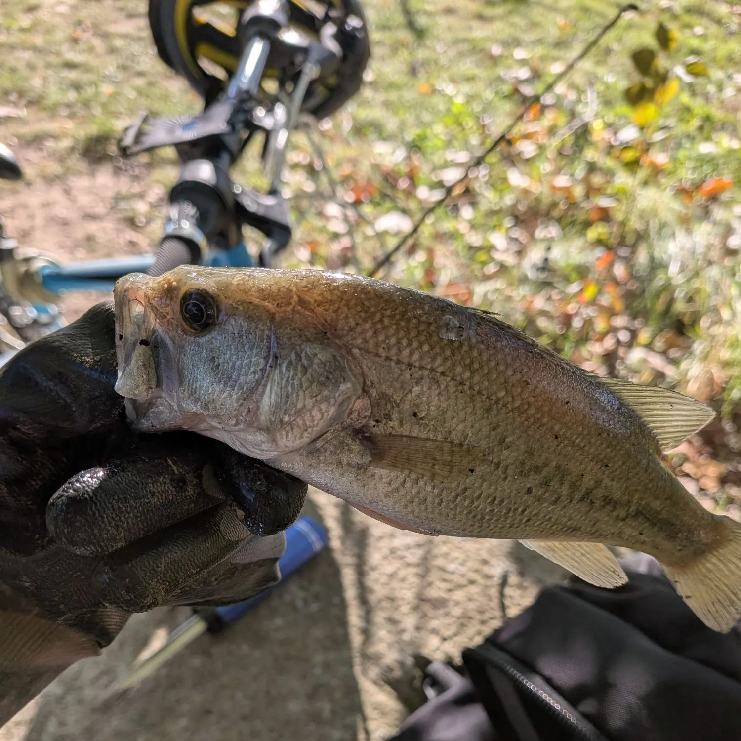 Fish caught on Fishbrain