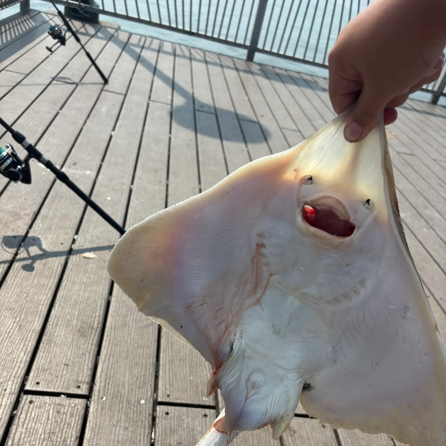 The most recent Clearnose skate catches on Fishbrain