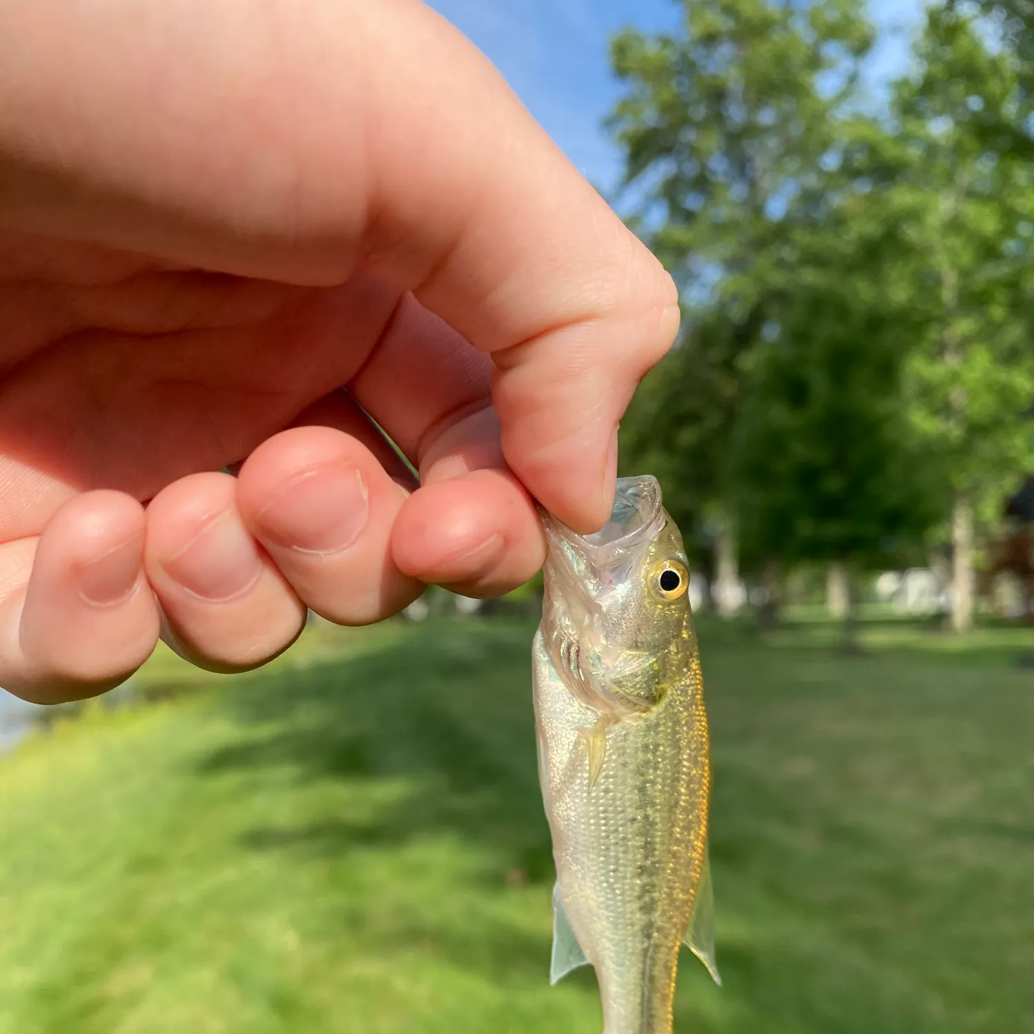 The most recent Largemouth bass catches on Fishbrain