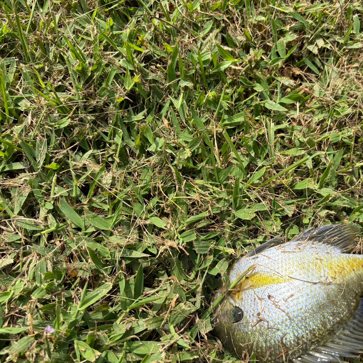 The most recent Redear x bluegill catches on Fishbrain