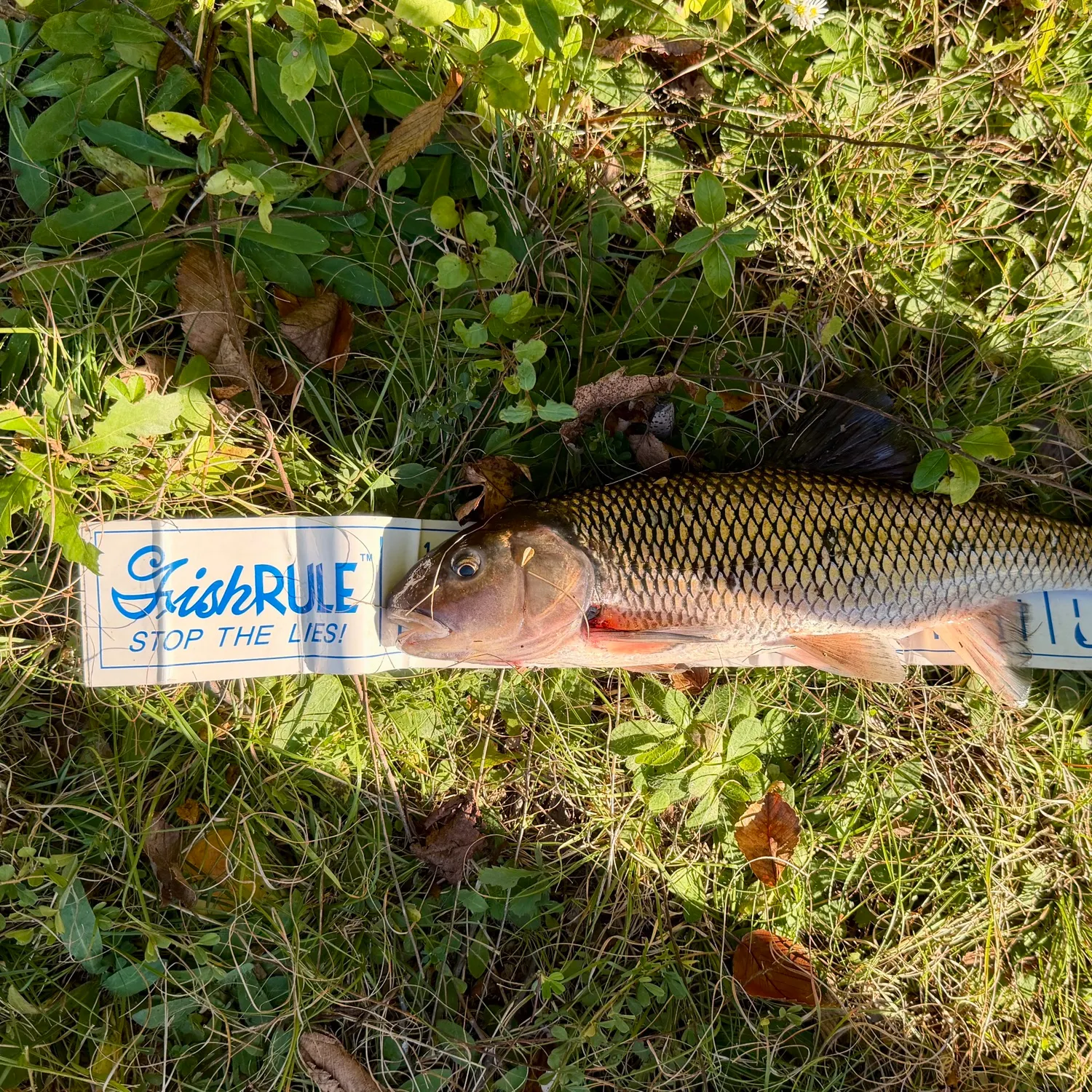 Fallfish caught on Fishbrain