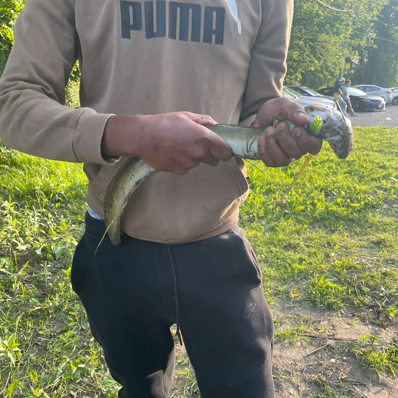 The most recent American eel catches on Fishbrain