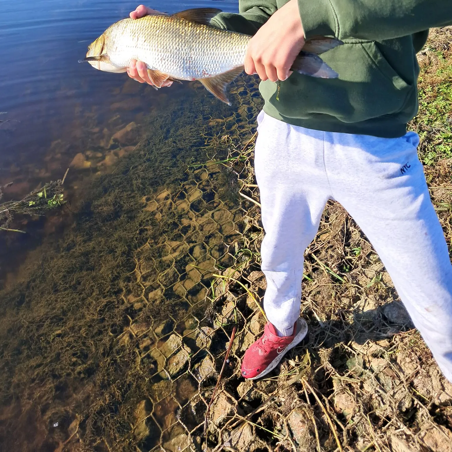 The most recent Ide catches on Fishbrain