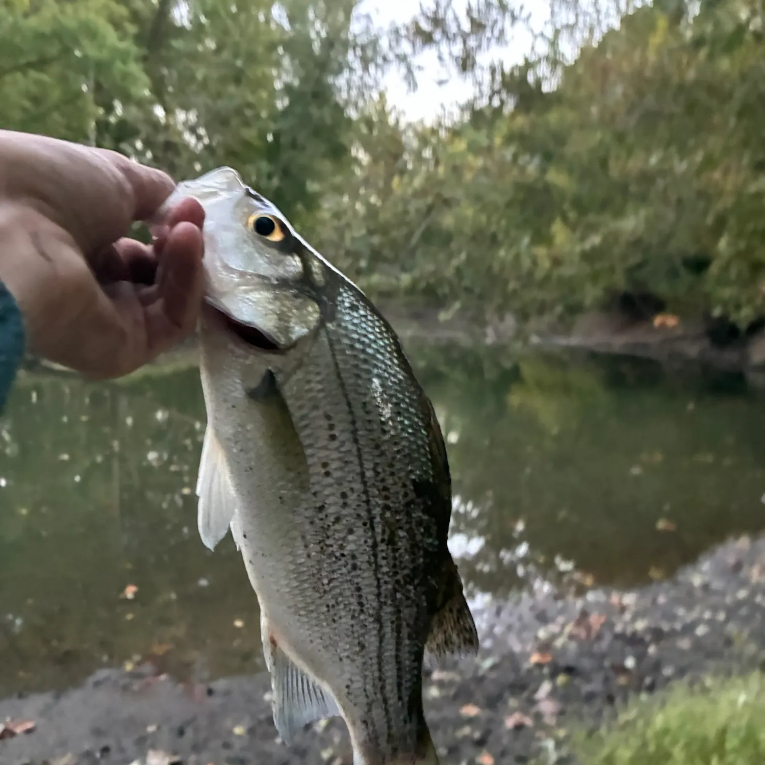 White bass caught on Fishbrain