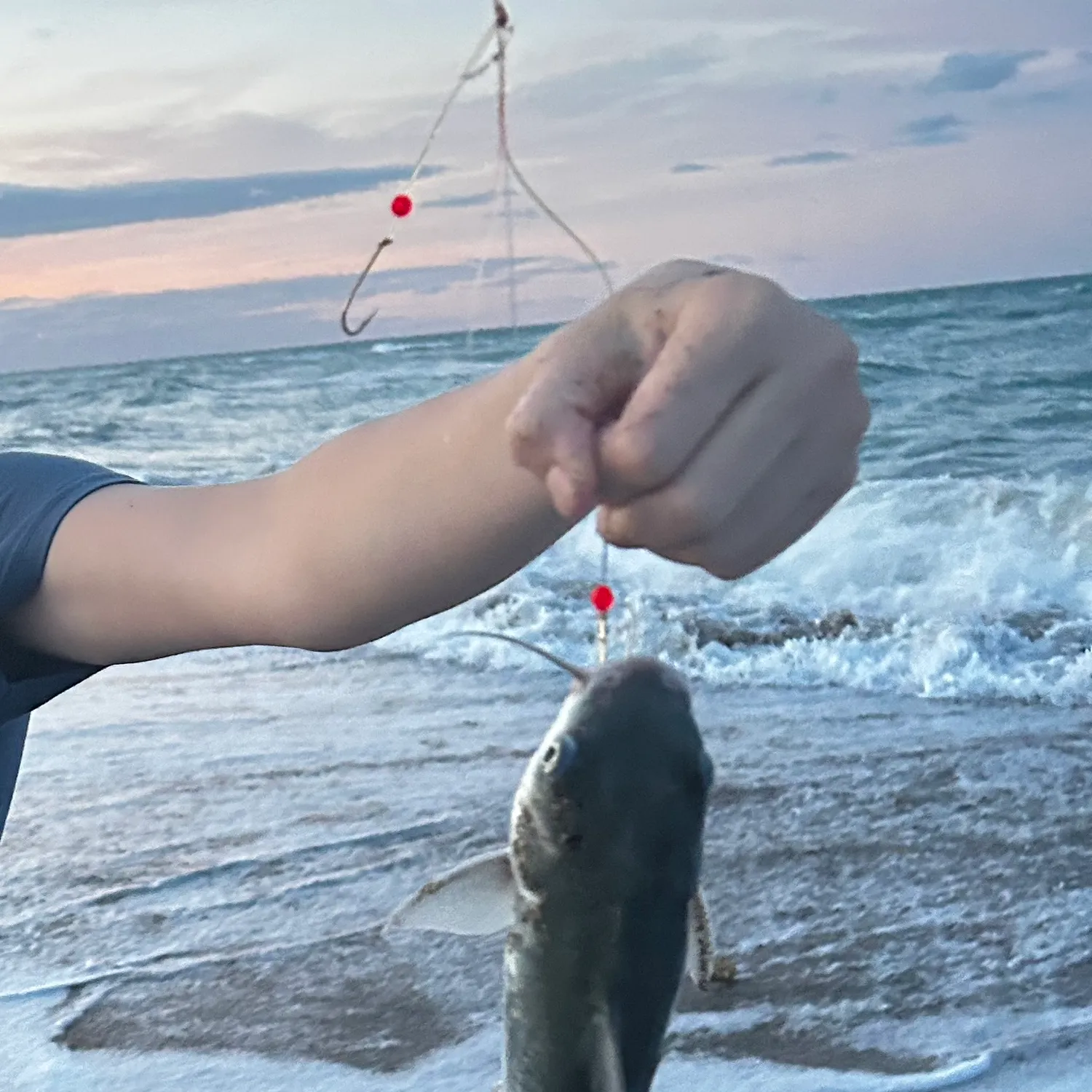 The most recent Hardhead sea catfish catches on Fishbrain