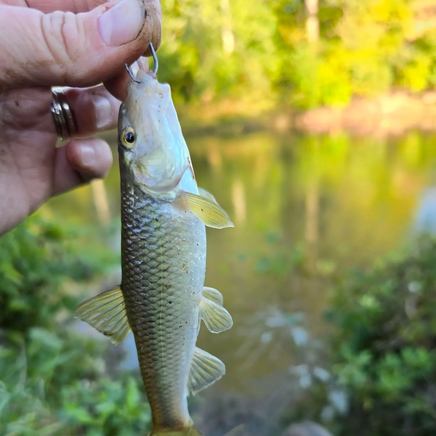 River chub caught on Fishbrain