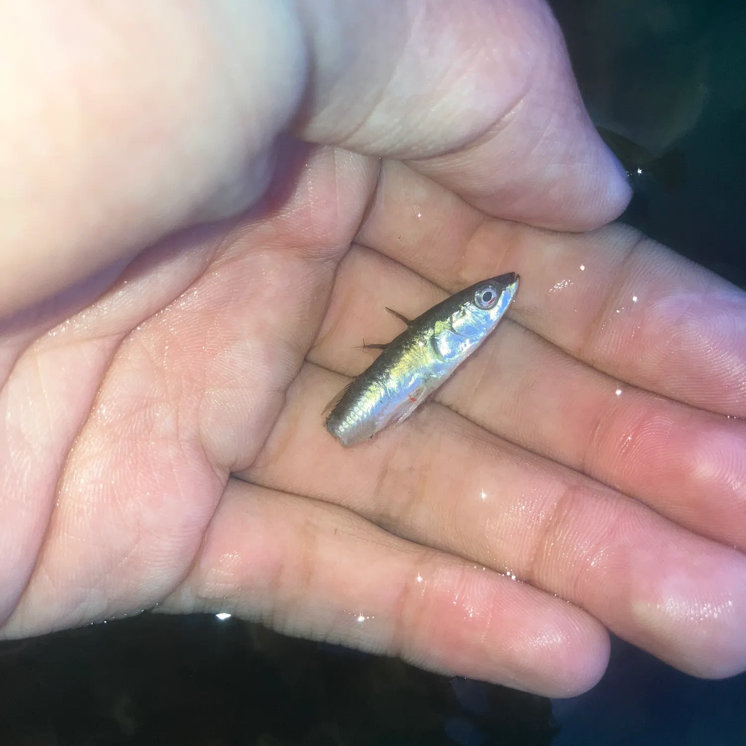 Three-spined stickleback caught on Fishbrain