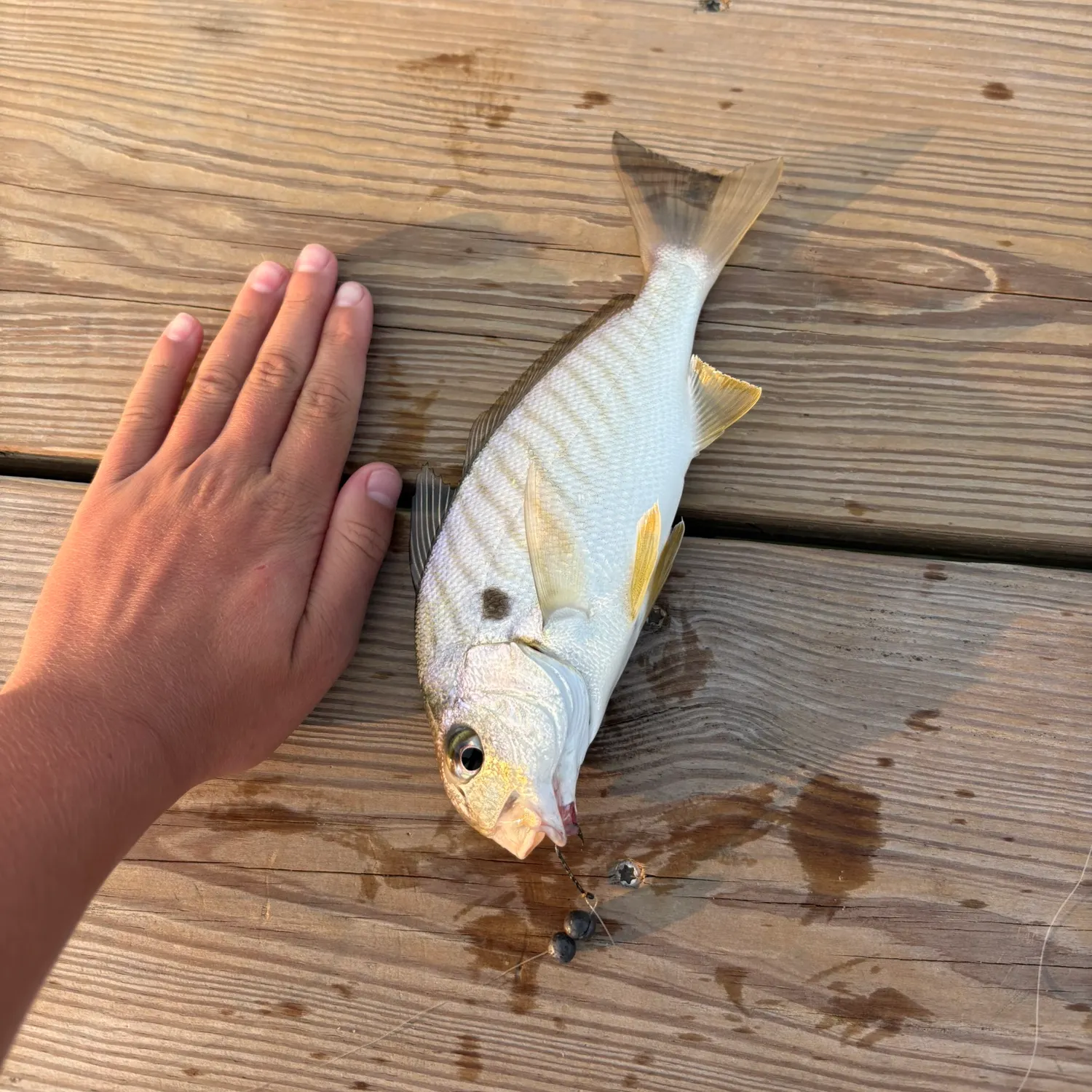 Spot croaker caught on Fishbrain