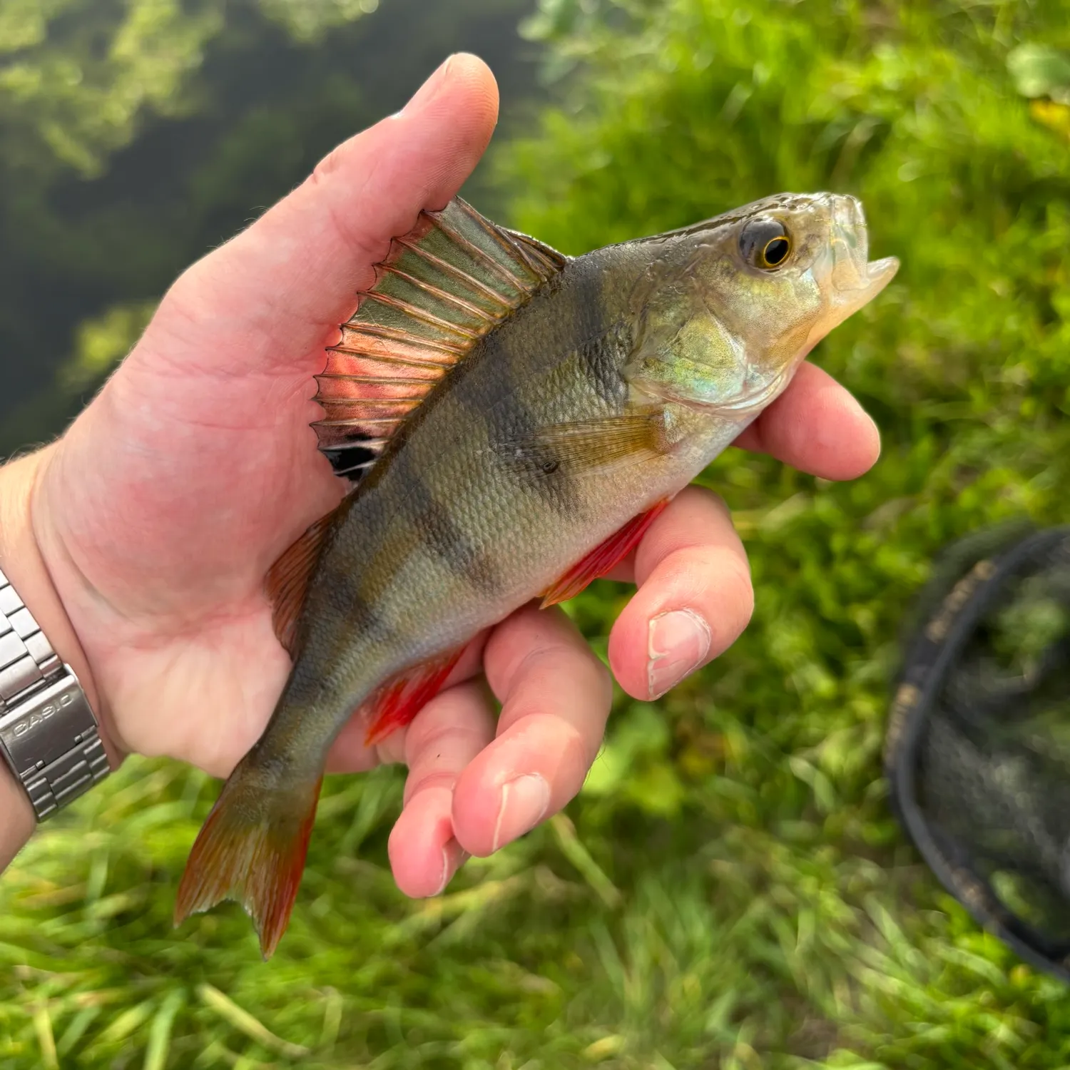 catch