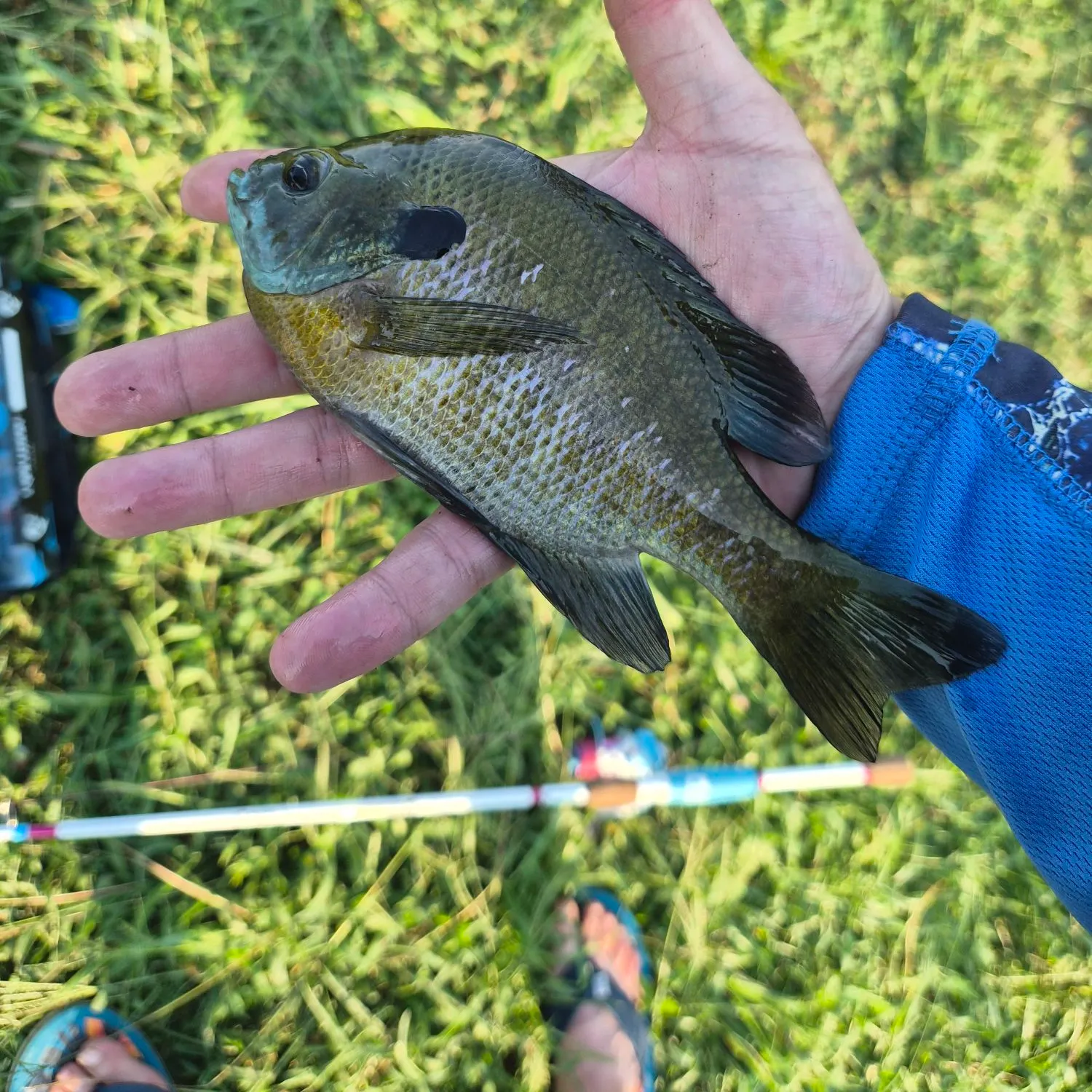 Bluegill caught on Fishbrain