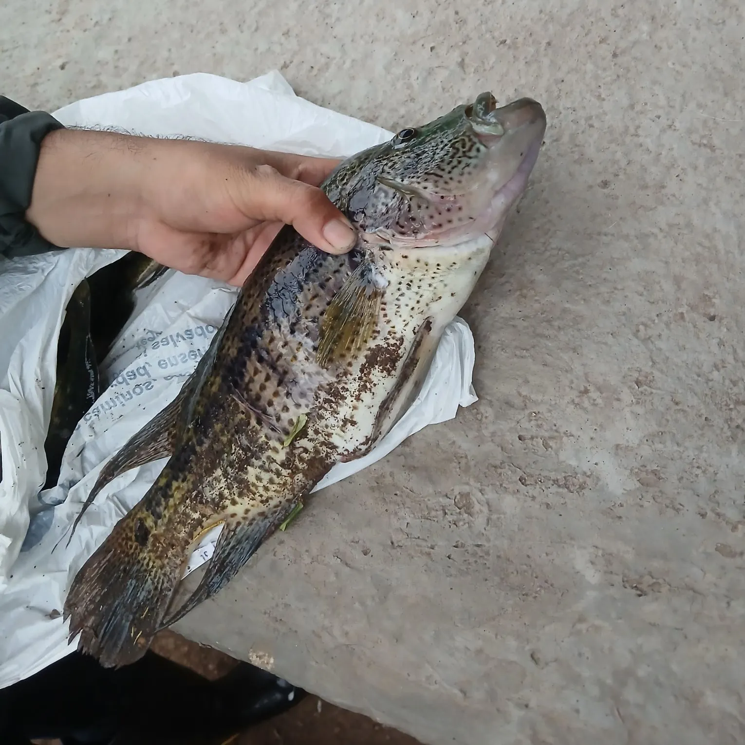The most recent Wolf cichlid catches on Fishbrain