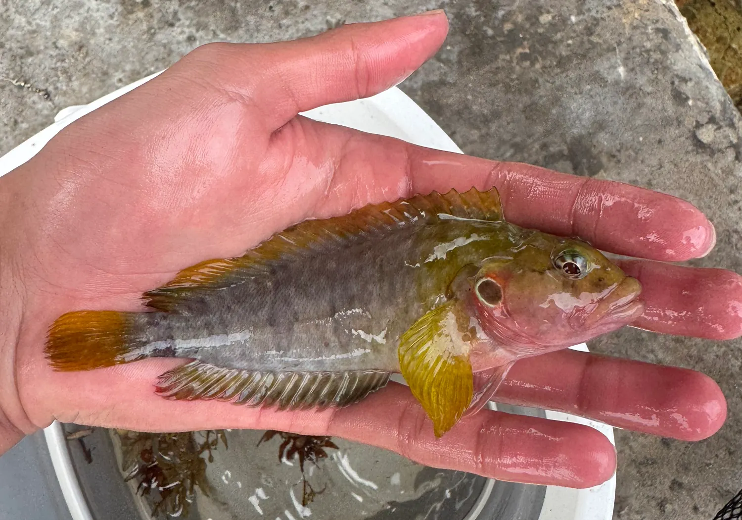 Hairy blenny