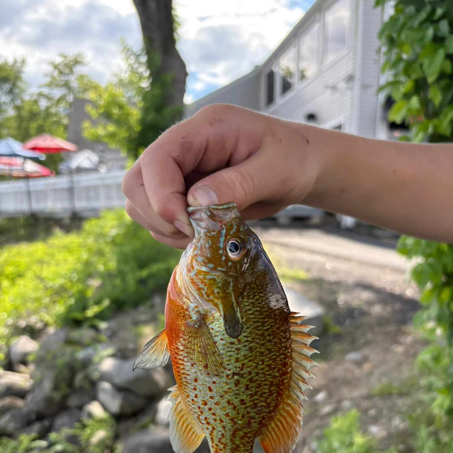 catch