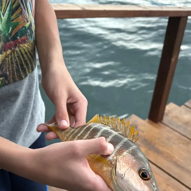 The most recent Yellowtail snapper catches on Fishbrain