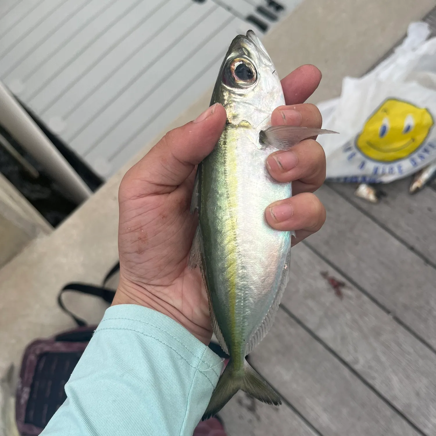 The most recent Bigeye scad catches on Fishbrain