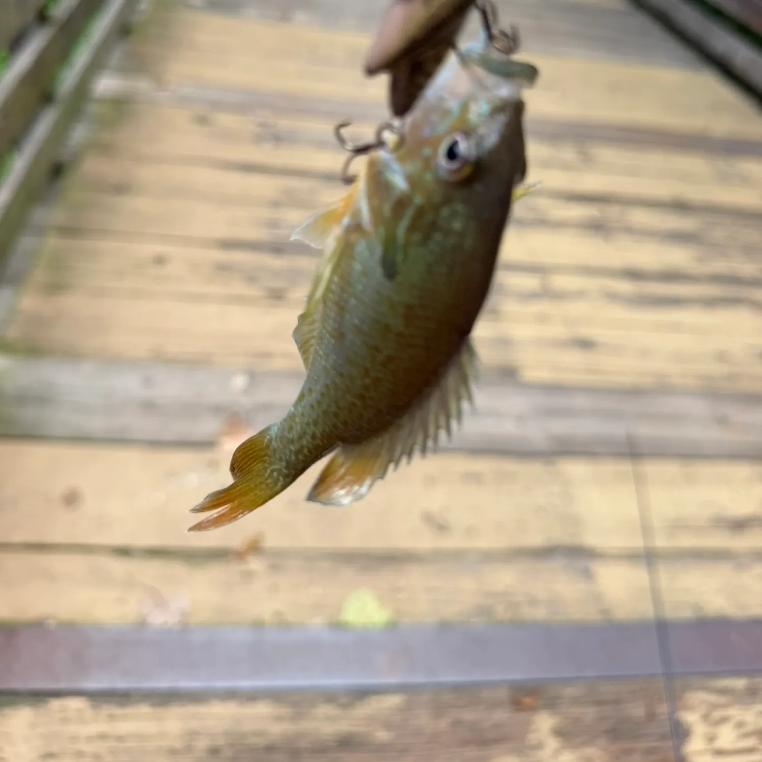Redbreast sunfish caught on Fishbrain