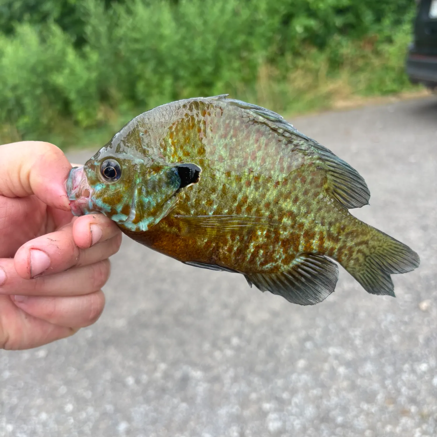 catch
